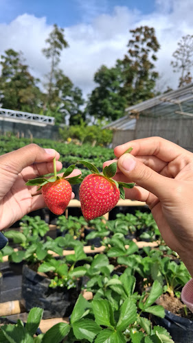 Mano Garden Lembang (Wisata Petik Strawberry & Villa) — attractions